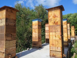 Natural Warré Beekeeping – Introduction