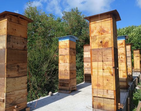Natural Warré Beekeeping – Introduction