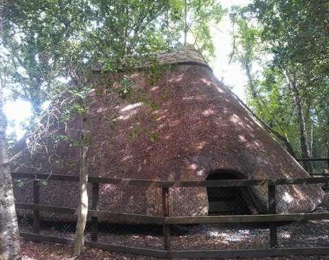 Water Reed Thatching – Free Taster
