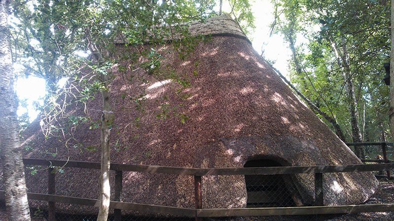 Water Reed Thatching – Free Taster