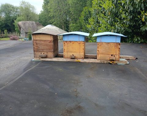 Three Warré hives with blue roofs against a blue sky