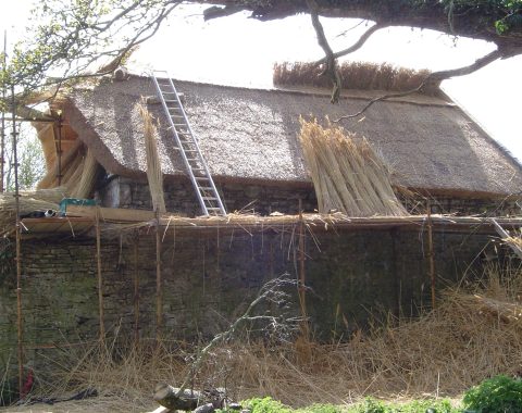 Water Reed Thatching – Introduction